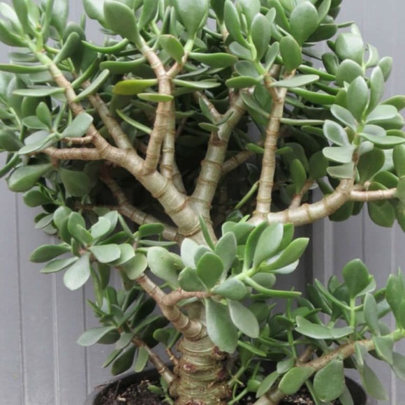 Meet your Posher, Cindy - Picture 1 of 1